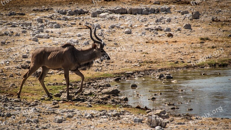 Namibia Wildlife Africa Etosha Landscape