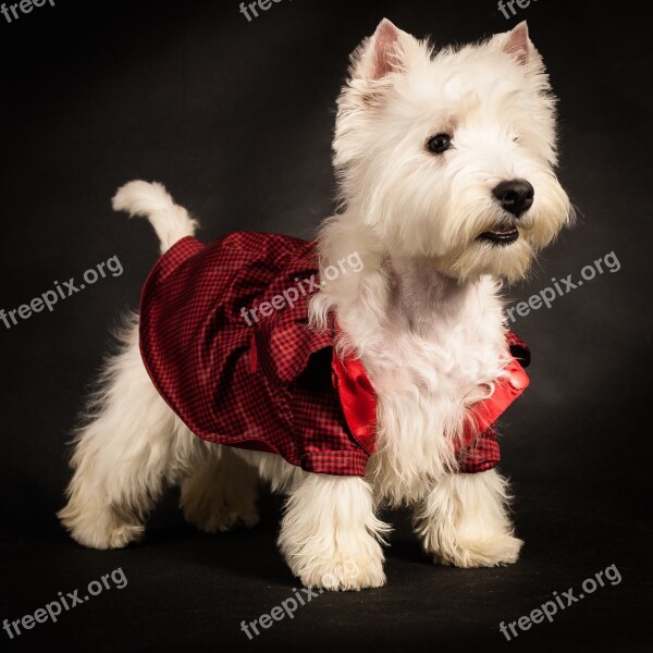 West Haylen White Terrier Dog Puppy Pet Animal