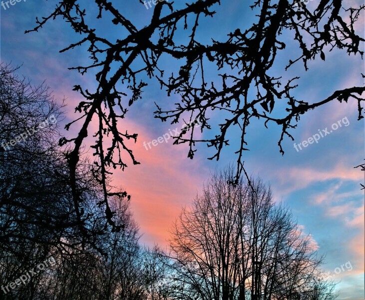 Himmel Sunset Twilight Branches Tree