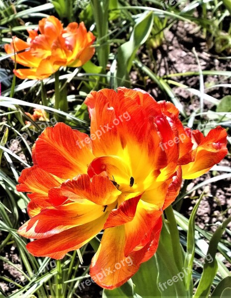 Tulip Flower Spring Garden Yellow