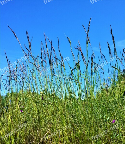 Grass Bed Blade Of Grass Summer Himmel