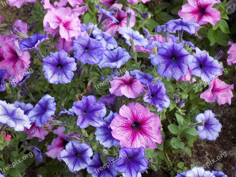 Flowers Beautiful Flowers Pink Purple Ornamental Plant