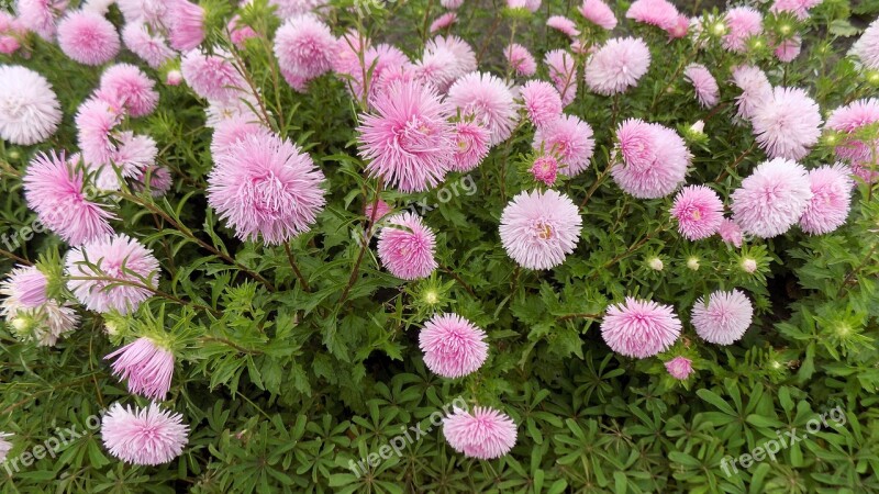 Asters Flowers Bloom Astra Free Photos