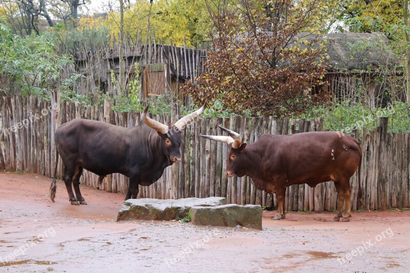 Bulls Two Bulls Animal Nature Outdoors