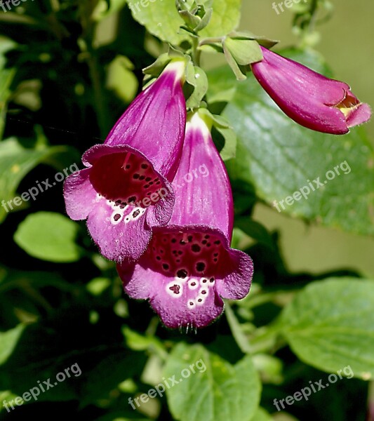 Flowers Ringtones Plant Flourishing Violet