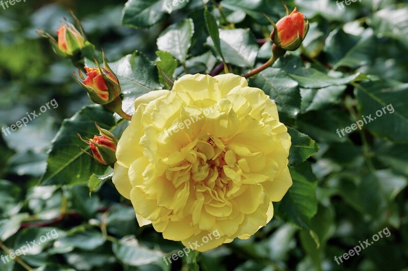 Rose Rose Bush Yellow Flower Nature