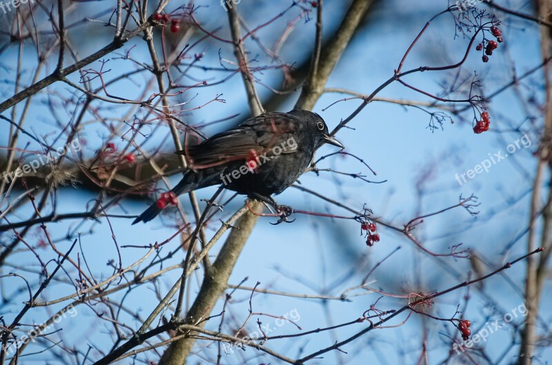 Blackbird Bird Songbird Ash Mountain Ash