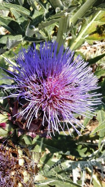 Artichoke Composites Blossom Bloom Artichoke Flower