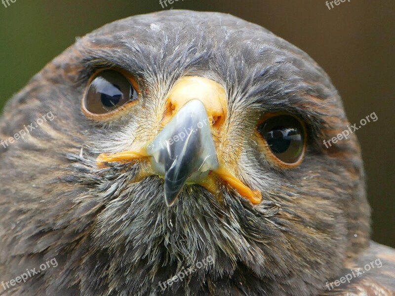 Harris Hawk Raptor Falconry Bird Of Prey Wild Animal