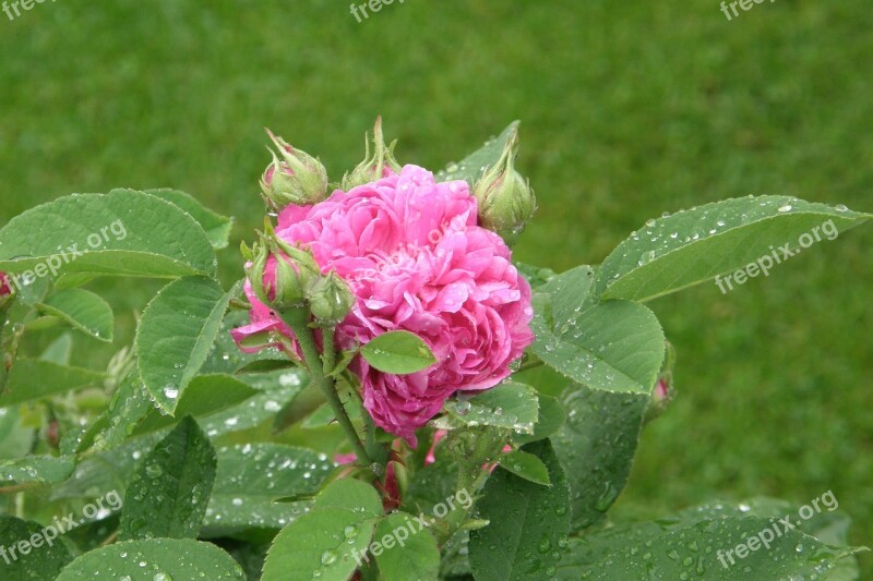 Historic Rose Rose De Resht Pink Raindrop Free Photos