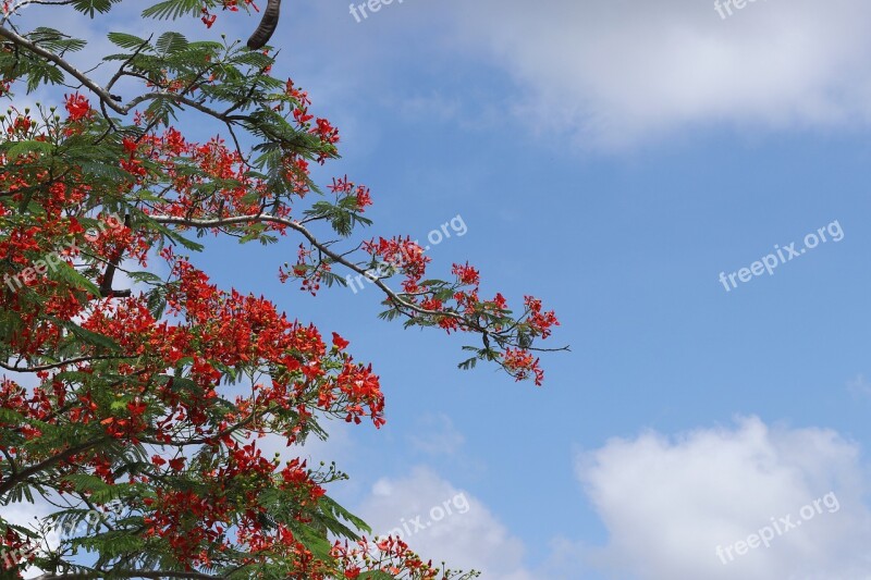 Phoenix Flower Summer Red Flowers Free Photos