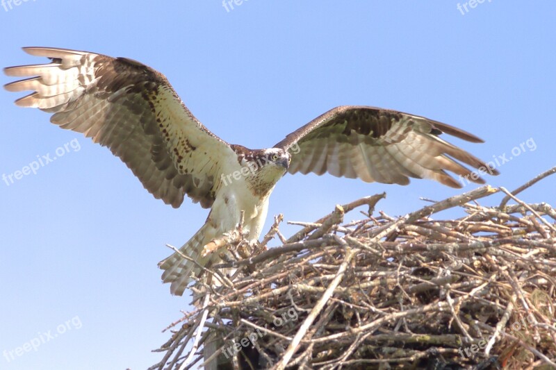 Osprey Hawk Bird Nest Wildlife