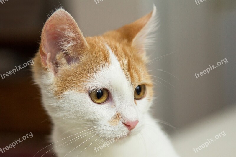 Cat Cats Redhead Krupnyj Plan Eyes