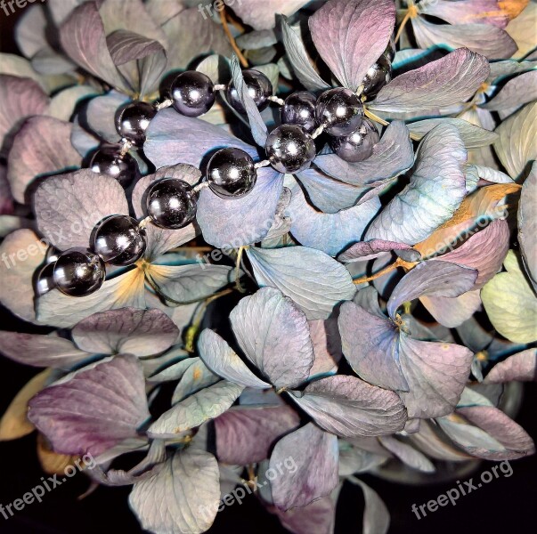 Hydrangeas Dried Hydrangea Flowers Blue Violet Bouquet Silver Chain