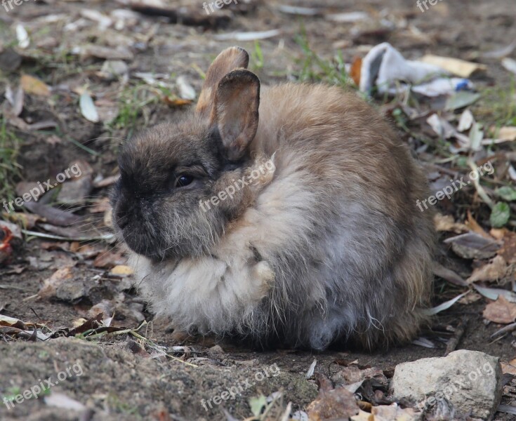 Autumn Rabbit Animals Sulfur Rabbit Animal