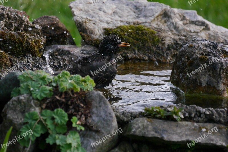 Star Bird Bird Bath Spring Free Photos