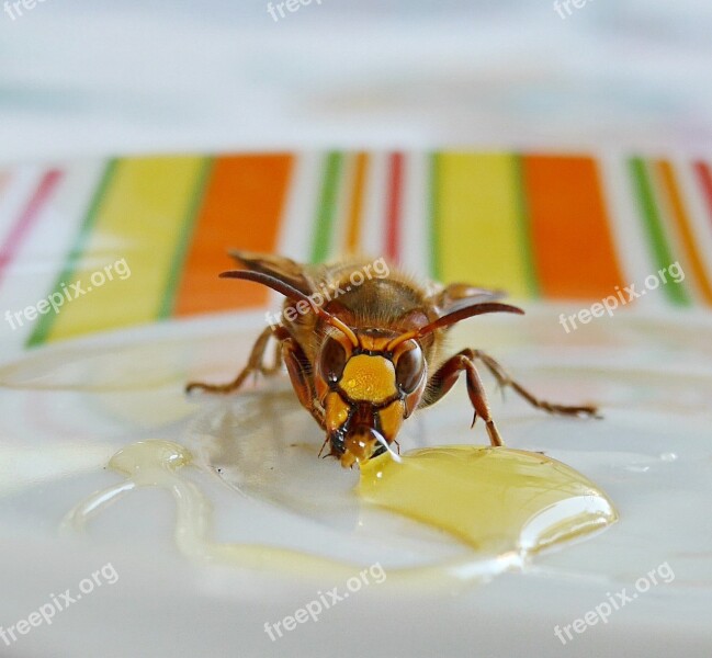 Wasp Bee Animal Honey Garden