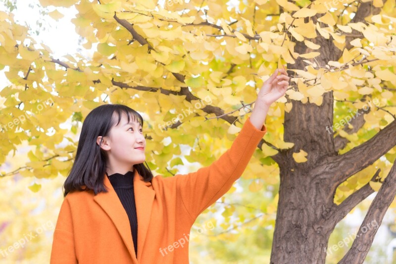 Ginkgo Girls Shenyang Agricultural University University Student Free Photos