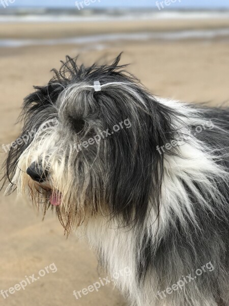 Dog Bearded Collie Beach Free Photos