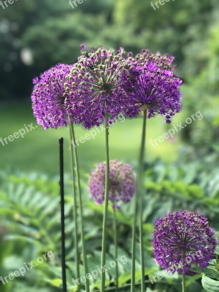 Garden Alium Bol Free Photos