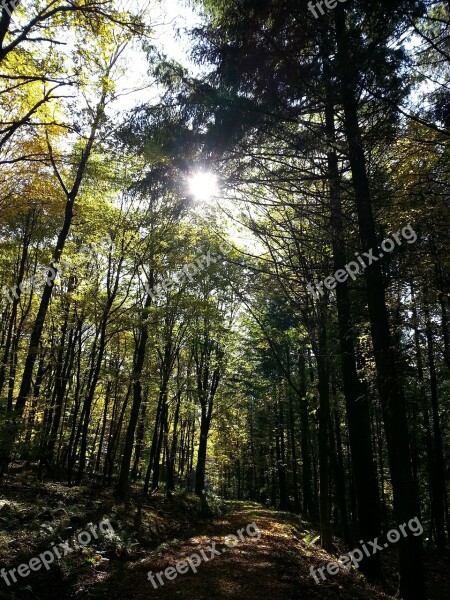 Forest Tree Sun Walk Woods