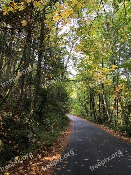 Road Path Forest Autumn Journey