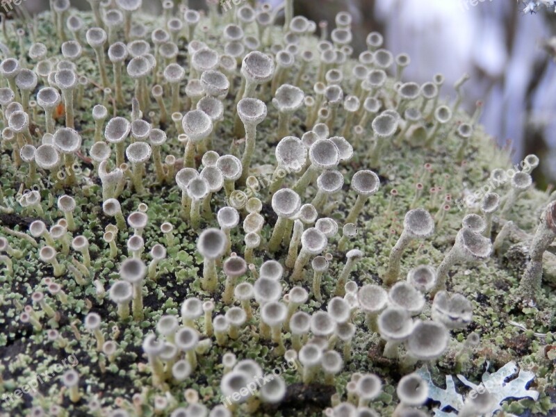 Cladonia Lichen Fruiting Bodies Free Photos