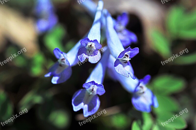 Wildflower Jiri Close-up Hyun Ho-color Free Photos