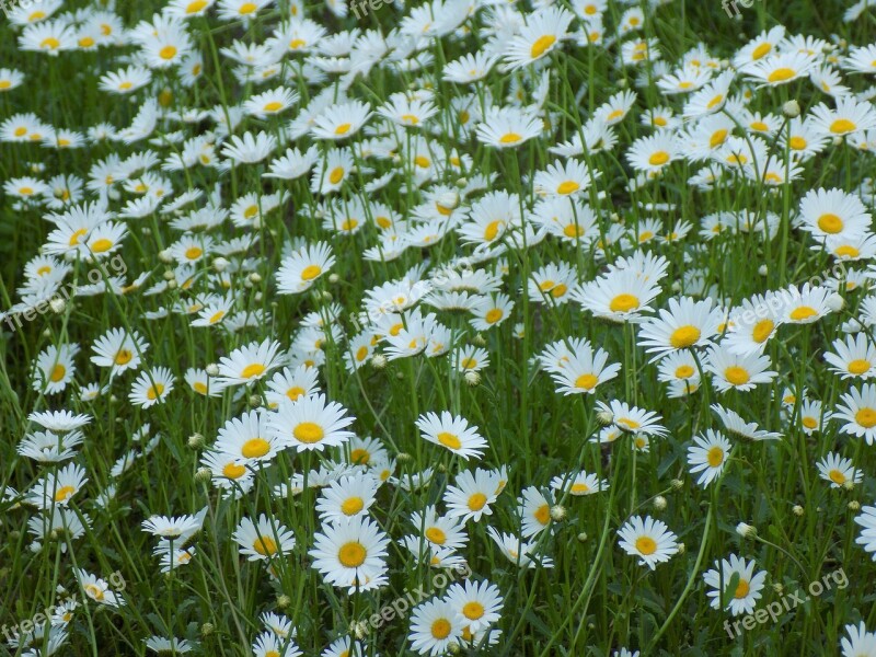 Chamomile Flowers Of The Field White Flowers Plant Free Photos