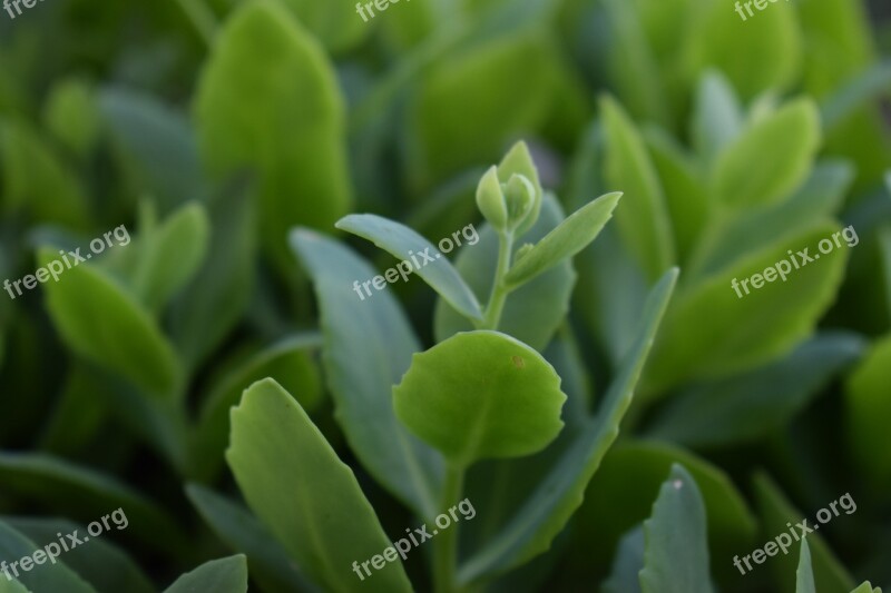 Succulents Green Leaf Fresh Drive New Letter Green Harmony