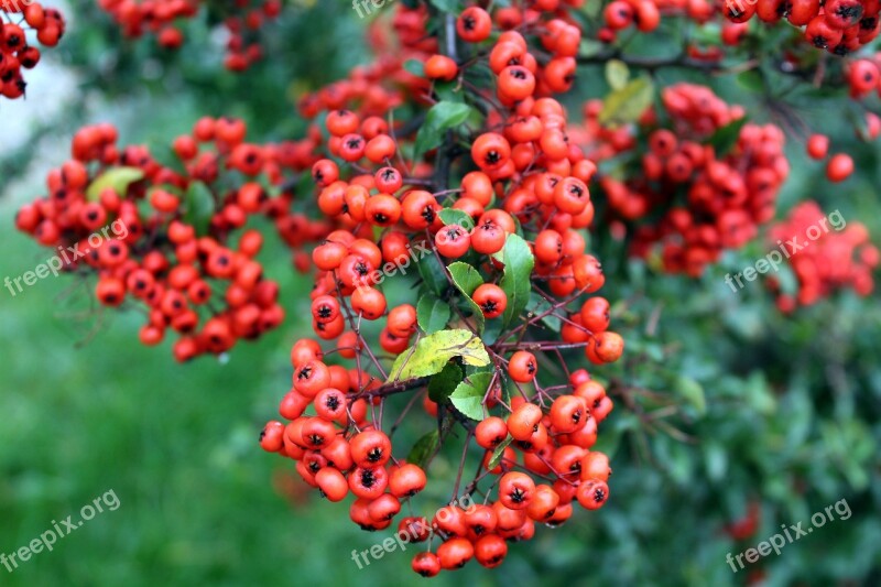 Light Bush Red Fruits Beads Ornamental Shrub