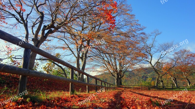 Japan Autumn Autumnal Leaves Fall Of Japan Natural