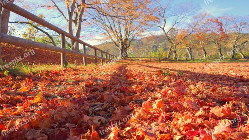 Japan Autumn Autumnal Leaves Fall Of Japan Natural