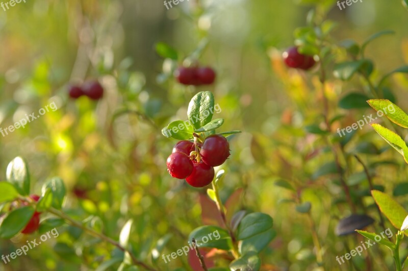 Berry Cranberries Macro Free Photos