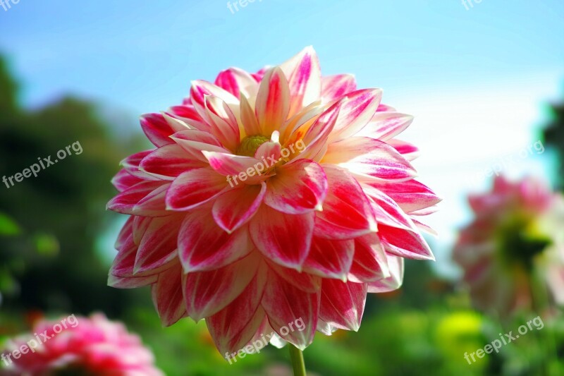 Autumn Flowers Dahlia Fall Of Japan Autumn Rose