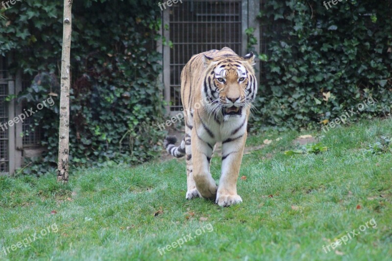 Tiger Animal Cat Big Cat Zoo