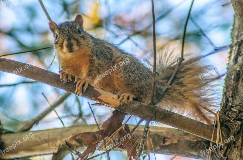 Squirrel Tree Animal Nature Forest