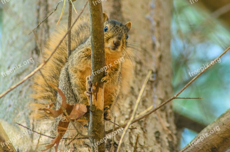 Squirrel Tree Animal Nature Forest