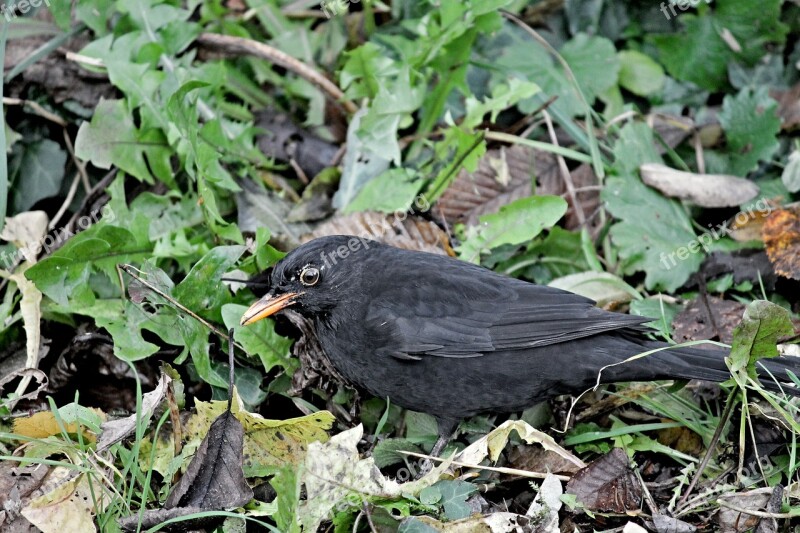 Blackbird Songbird Camouflage Leaves Bird