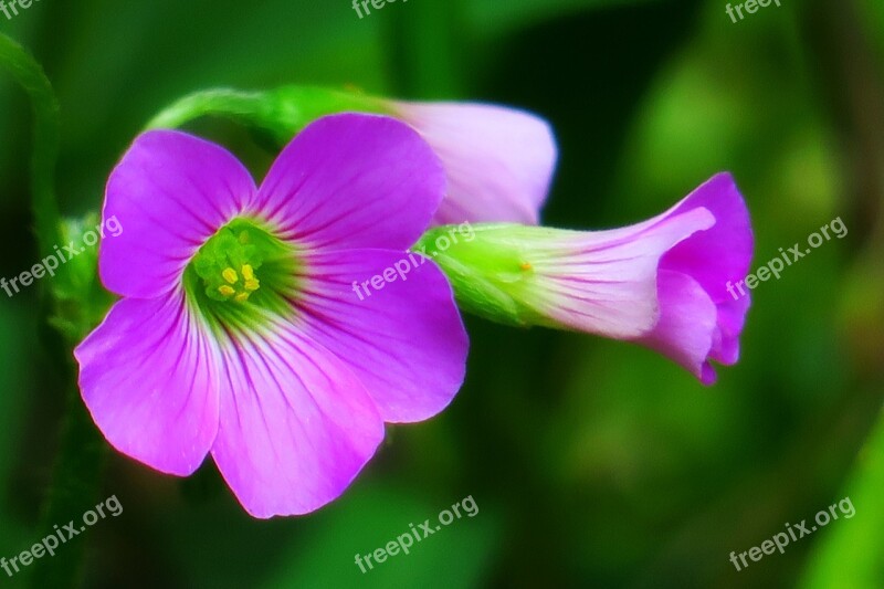 Shamrock Hong Kong Clover Wild Flowers Wild