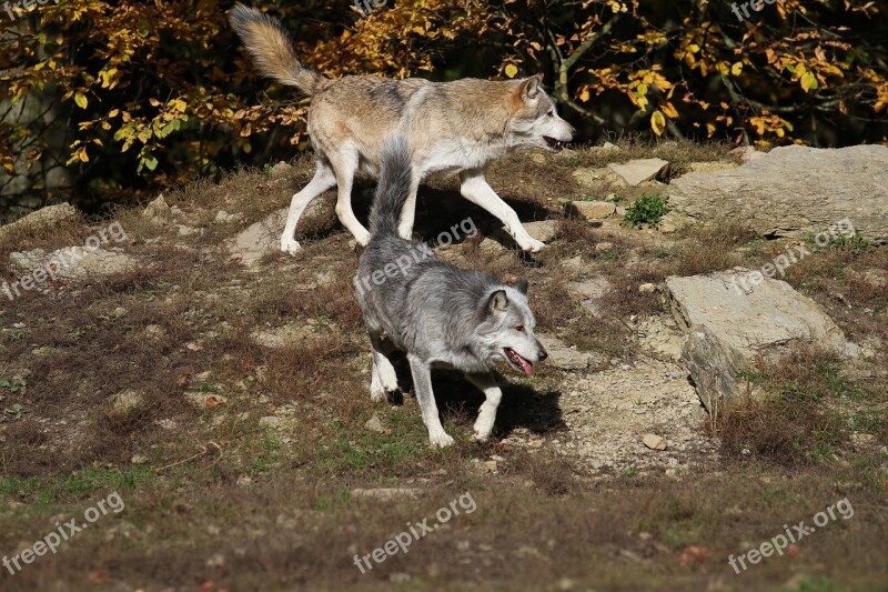 Wolves Timber Wolves Predator Canada Pack