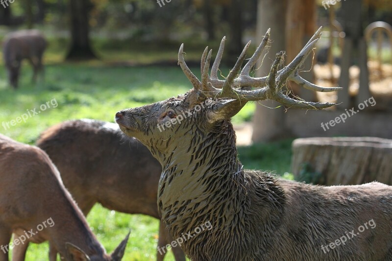 Hirsch Antler Forest Wild Nature