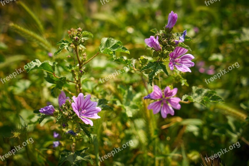 Flower Purple Spring Spring Flowers Plant