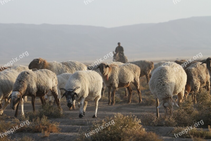 In Xinjiang The Flock Transitions Free Photos