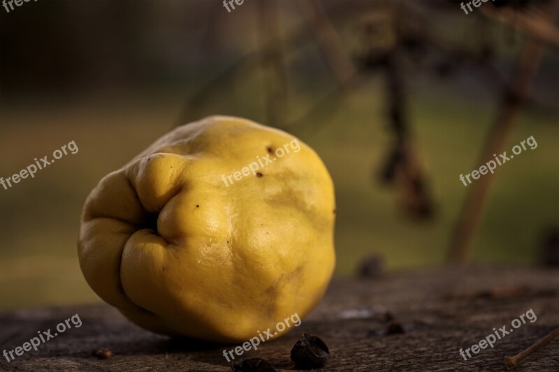 Quince Fruit Autumn Supplies Sun