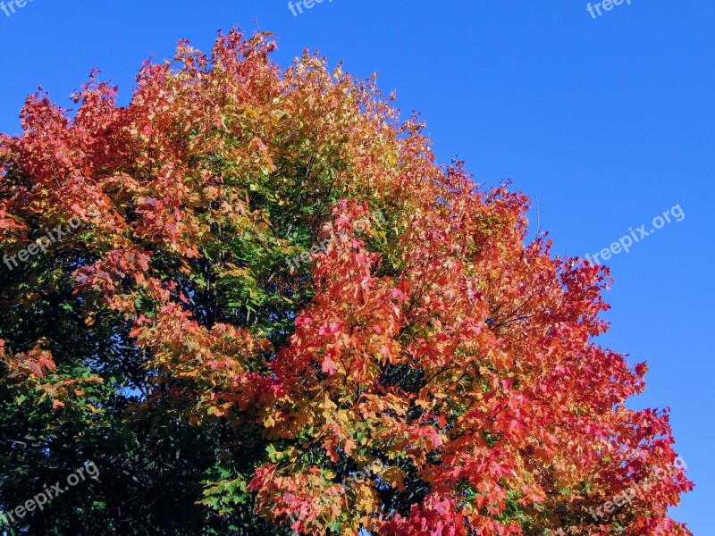 Tree Autumn Golden Autumn Fall Color Mood