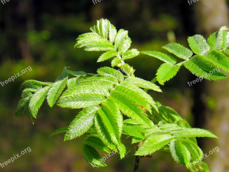 Branch Rowan Plant Green Leaves