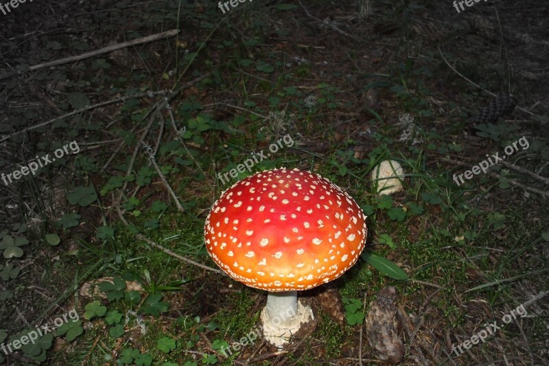 Mushroom Bad Mushroom Bad Dangerous Natural