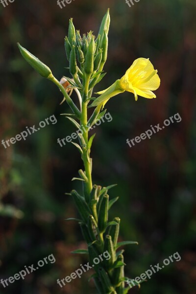 Primroses Flower Yellow Tall Autumn