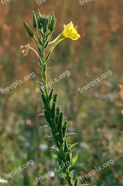 Primroses Vulgaris Flower Yellow Tall